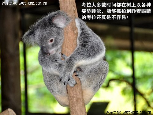 【图】感受独特的风土人情 澳大利亚精彩游记