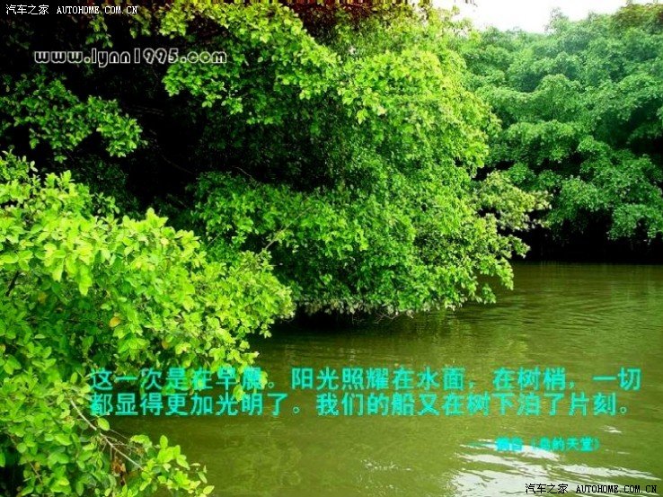 鸟的天堂的图片 黄日晴