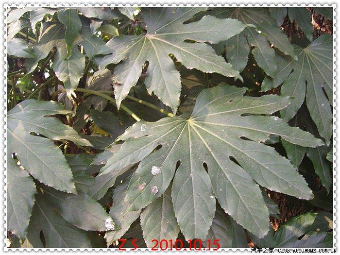 上图:这植物叫八爪树,有八个角.
