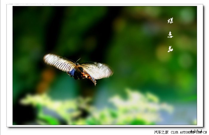 【图】《新蝴蝶鸳鸯梦》