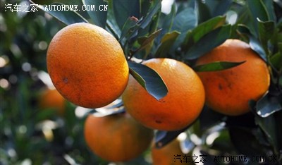 【品味-家乡美】湖南洞口【雪峰蜜橘、洞口塘