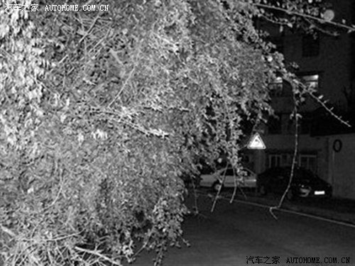 三角梅挡道 海山路大拐弯坡让司机心慌