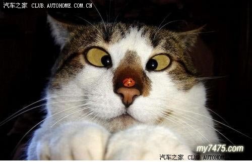 【图】三维立体图-壮大斗鸡眼队伍_标致307论坛_汽车之家论坛