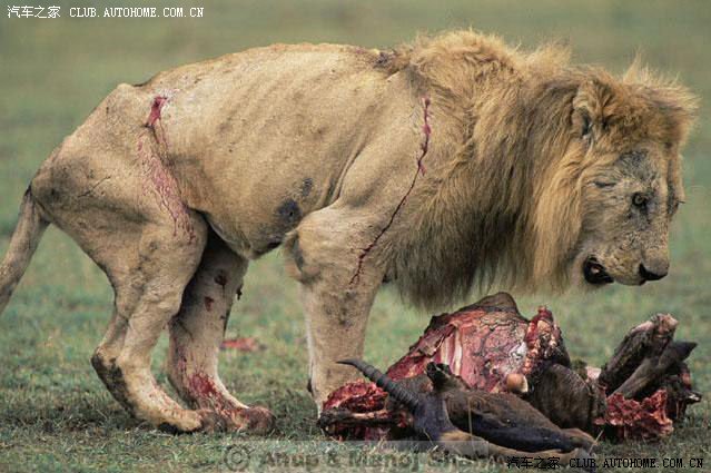 真正的狮跑很强悍的狮子也免不了受伤1